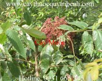 Mua bán cây muối tại Lào Cai có tác dụng điều trị ra mồ hôi trộm