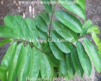 Mua bán đương quy chất lượng tại Bình Dương trị bệnh thiếu máu rất tốt