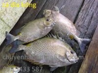 Mua cá Dìa Bông ở đâu tại TpHCM – nơi cung cấp giá sỉ lẻ