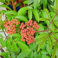 Mua Cây Gối Hạc – Thảo dược Bách An Khang BAK809 – Bách An Khang | Bachankhang.com | Thế giới thảo dược, đông trùng hạ thảo, yến sào Khánh Hòa