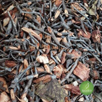 Mua Cây Tầm Gửi Gạo – Thảo dược Bách An Khang JD238 caytamguigao v2 – Bách An Khang | Bachankhang.com | Thế giới thảo dược, đông trùng hạ thảo, yến sào Khánh Hòa