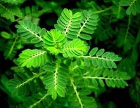 Mua Diệp Hạ Châu Khô - Thảo dược xanh số 1 Jindo.vn - JD038 v2