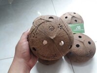 Mua Gáo Dừa Trồng Lan Hồ Chí Minh