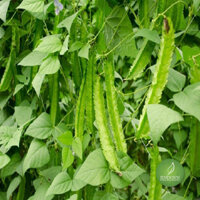 Mua Hạt Đậu Rồng - Thảo dược xanh số 1 Jindo.vn JD121 hatdaurong v2