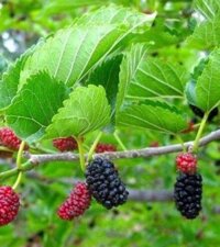 Mua Tang Diệp (Lá cây Dâu) tác dụng hỗ trợ phát tán phong nhiệt, thanh can minh mục, thanh phế chỉ khái