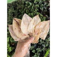 Mực Khô Loại 1 size 60-70 con/kg [Hàng Chuẩn Y hình] Nam Định