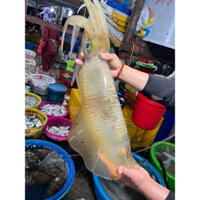 Mực lá câu Quảng Ninh (size mực to 8 Lạng - hơn 1kg 1 con)