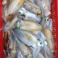 Mực Lá Tươi Phú Yên