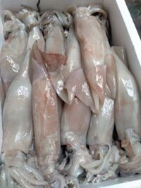 Mực ống sz 3-4 con /1 kg