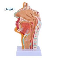 Mũi Cavity Cổ họng Mô hình Giải phẫu Con người Pharynx Larynx Mô hình dành cho sinh viên Nghiên cứu Hiển thị Giảng dạy