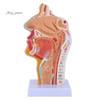Mũi Cavity Cổ họng Mô hình Giải phẫu Con người Pharynx Larynx Mô hình dành cho sinh viên Nghiên cứu Hiển thị Giảng dạy