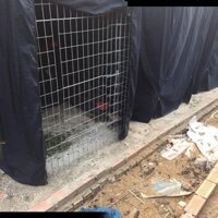 Mùng Vuông Che Mưa Cho Chuồng Gà Đá - Có 2 Kích Thước