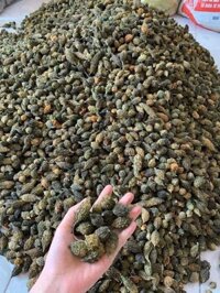 Mướp Đắng Rừng Tây Bắc