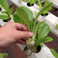 Mút xốp ươm hạt (25x25x25) (Tấm 96 viên)