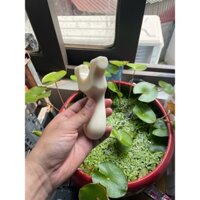 ná cao su nhựa i-nox kèm đầy đủ phụ kiên dây và lục lăng - kèm com bo Bl