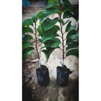 NA THÁI LAN - CÂY GIỐNG F1