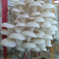 Nấm Bào Ngư Tươi (Nấm sò tươi)
