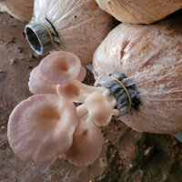 Nấm bào ngư xám