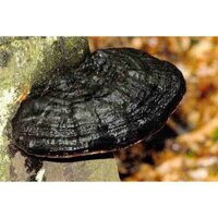 NẤM LINH CHI ĐEN ( HẮC CHI ) ĐẠI KHANG Cao Cấp Đà Lạt – 1kg