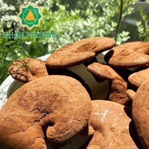 Nấm Linh Chi Đỏ Việt Nam