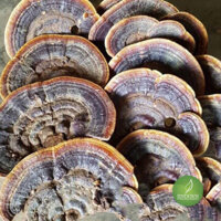 Nấm Linh Chi Rừng – Thảo dược Bách An Khang – JD045 namlinhchirung – Bách An Khang | Bachankhang.com | Thế giới thảo dược, đông trùng hạ thảo, yến sào Khánh Hòa