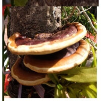 Nấm Linh Chi Rừng Tự nhiên _ giúp giảm cân , thanh lọc cơ thể.