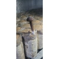 Nấm mối đen Loại 1.Trọng lượng 1kg