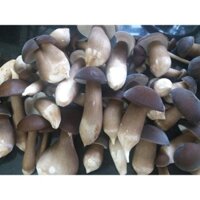 Nấm mối đen nhà trồng tại quận 9