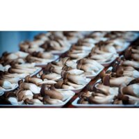 NẤM MỐI TRỒNG ĐẤT HƯƠNG VIỆT 100GR