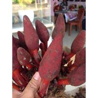 Nấm ngọc cẩu khô bổ th.ận trá.ng dư.ơng tươi đang có hàng