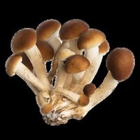 NẤM TRÀ TÂN XIAN PENG PENG AGROCYBE AEGERITA