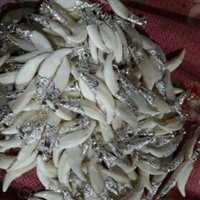 Nanh sói bọc bạc