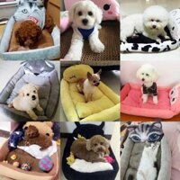 Nệm hình thú cho CHÓ MÈO