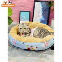 Nệm hình thú chó mèo đáng yêu 48x40cm – Hàng xuất khẩu