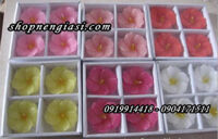 Nến nổi thả nước ”hoa mai” / 4 cái