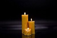 Nến Sáp ong – Cây – Nhà Thơm