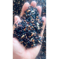 Nếp Cẩm nương điện biên túi 5kg