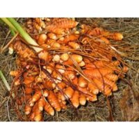 Nghệ đỏ mọc tư nhiên ơ rừng 3kg