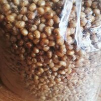 NGÔ CAY Sỉ 7KG