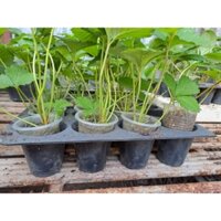 Ngó Dâu Tây Bạch Tuyết  F1 ( 10 ngó )