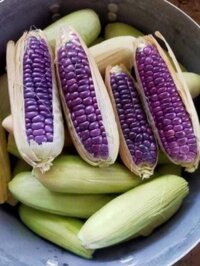 Ngô nếp dân tộc Mèo tí hon (9-12 bắp/1kg) - combo 80k/2kg