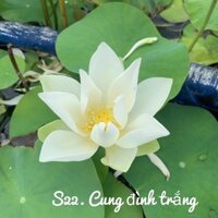 NGÓ SEN CUNG ĐÌNH TRẮNG-VƯỜN SEN NHA TRANG