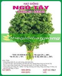 NGÒ TÂY (RAU MÙI XOĂN)