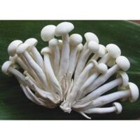Ngoc Cham White Mushrooms – 150gr/box