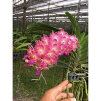 Ngọc điểm lai hồng gấm sắp hoa