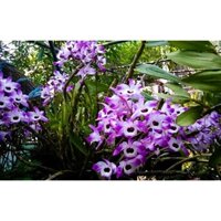 NGUYÊN CHẬU( 1 GIÒ )LAN HOÀNG THẢO ĐÙI GÀ