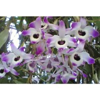 NGUYÊN CHẬU( 1 GIỎ )LAN HOÀNG THẢO ĐÙI GÀ TRỒNG THUẦN