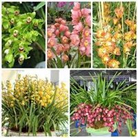 NGUYÊN CHẬU Hoa Địa Lan Santo HOA NỞ TẾT CÓ ĐỦ 10 MÀU