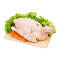 NGUYÊN CON GÀ CÔNG NGHIỆP CP