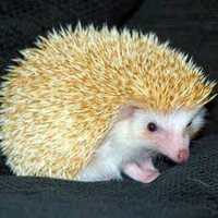 Nguyên nhân dẫn đến việc nuôi nhím cảnh có mùi hôi